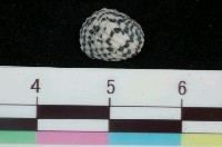 藏品(斑點蜑螺)的圖片